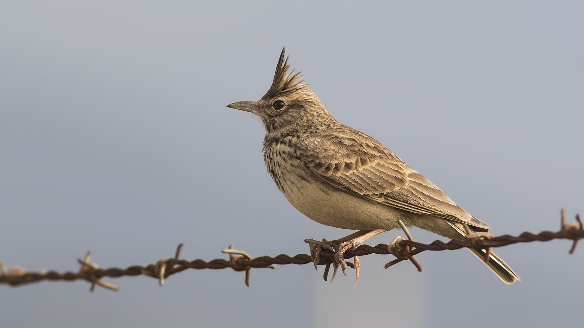 Crested Lark